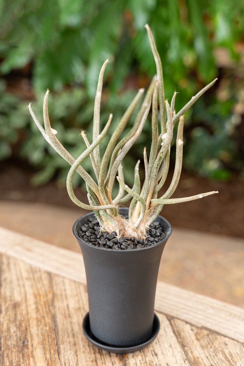 49 Astrophytum caput-medusae　アストロフィツム　カプトメデューサ Astrophytum caput-medusae seedling \u2014 SATURDAYS Succulents