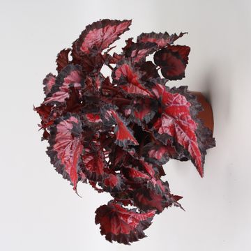 Begonia BELEAF INCA NIGHT