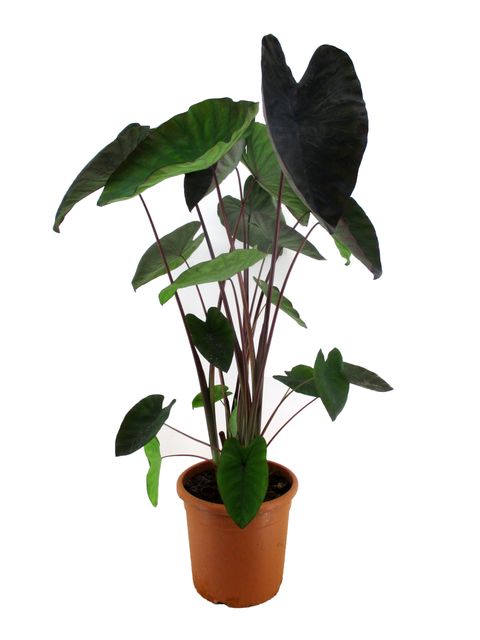 Colocasia 'Black Magic'