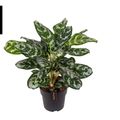 Aglaonema 'Amazon Silver'