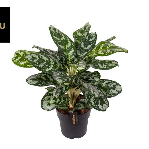 Aglaonema 'Amazon Silver'