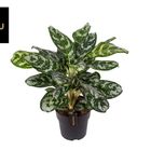 Aglaonema 'Amazon Silver'