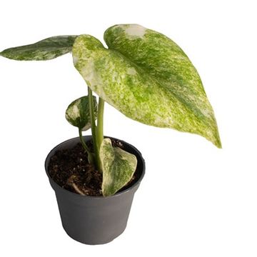 Monstera 'Legacy Variegata'