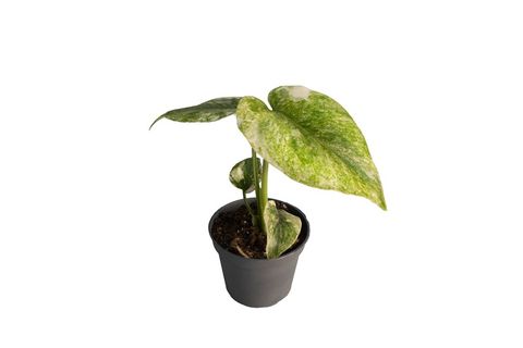 Monstera 'Legacy Variegata'