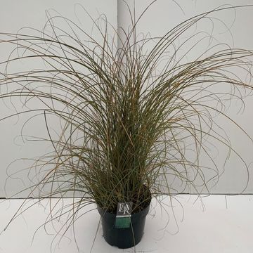 Miscanthus sinensis 'Morning Light'