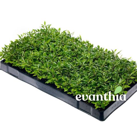 Schefflera elegantissima