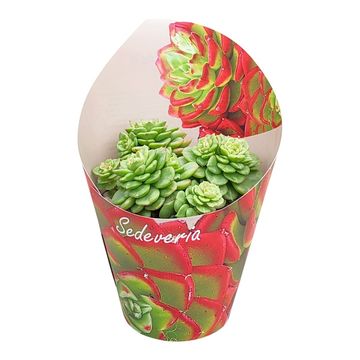 x Sedeveria 'Rolly'
