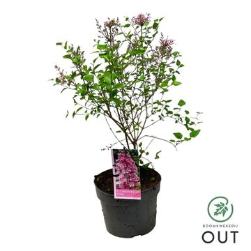 Syringa meyeri FLOWERFESTA PINK