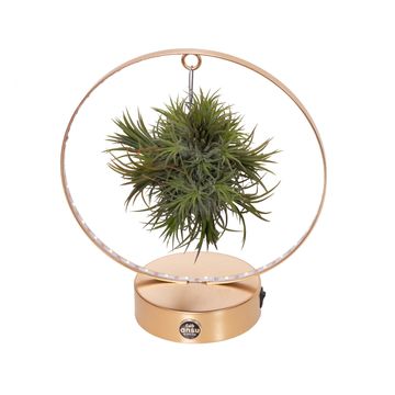 Arrangement Tillandsia