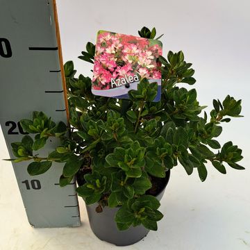 Rhododendron 'Izumi-no-mai' (AJ)