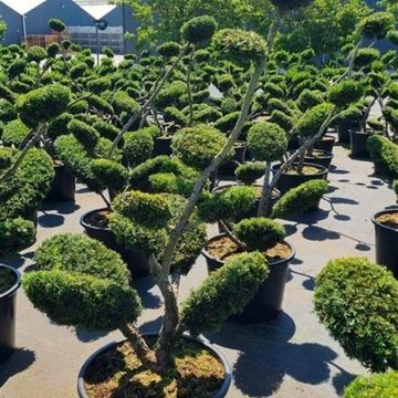 Taxus x media 'Densiformis'