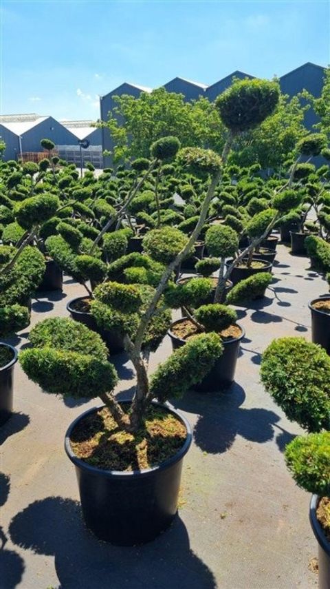 Taxus x media 'Densiformis'