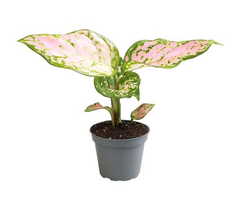 Aglaonema 'Red Valentine'