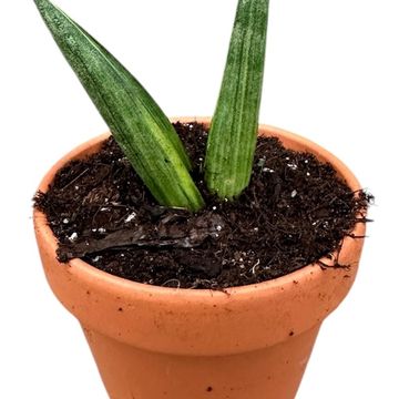 Sansevieria 'Boncel Variegata'