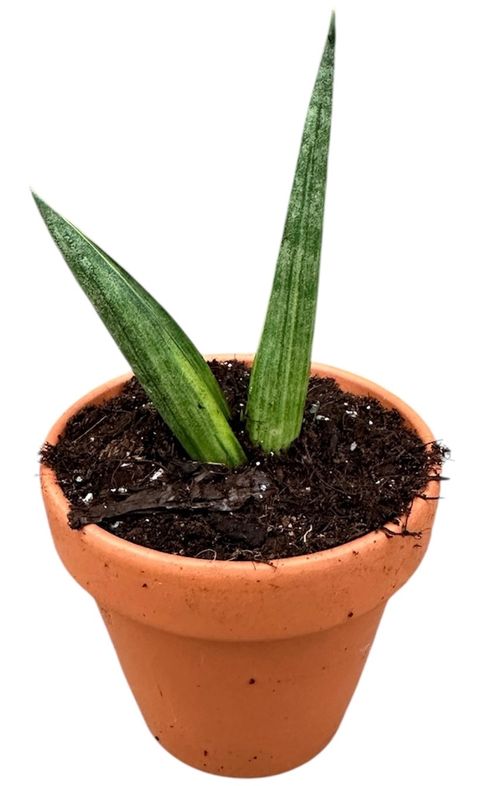 Sansevieria 'Boncel Variegata'