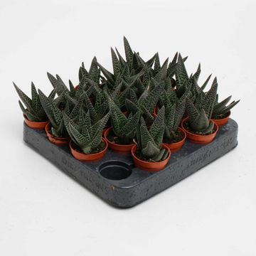 x Gasterhaworthia 'Royal Highness'