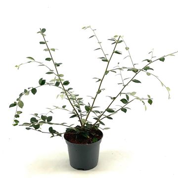 Cotoneaster franchetii