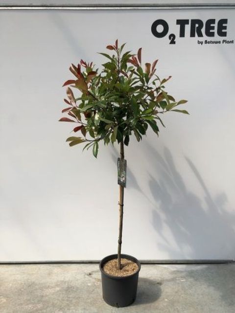 Photinia x fraseri 'Red Robin'