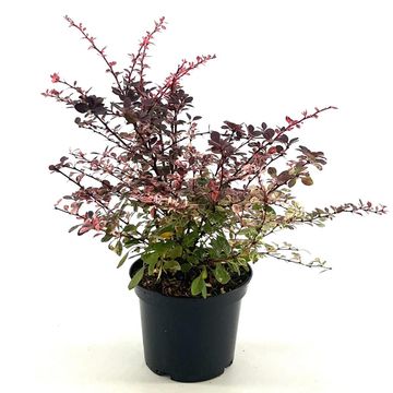 Berberis thunbergii 'Harlequin'