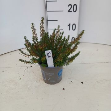 Erica carnea WINTERLADIES RED