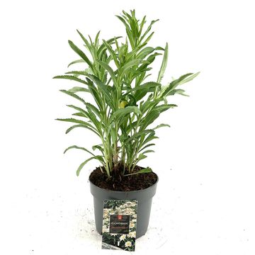 Leucanthemum 'Silberprinzesschen'