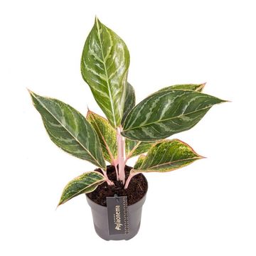 Aglaonema 'Jungle Shadows'