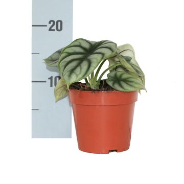 Alocasie 'Silver Dragon'