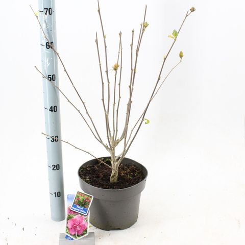 Hibiscus syriacus MAGENTA CHIFFON