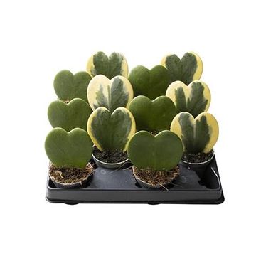 Hoya kerrii MIX