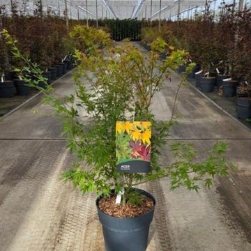 Acer palmatum 'Wilson's Pink Dwarf'