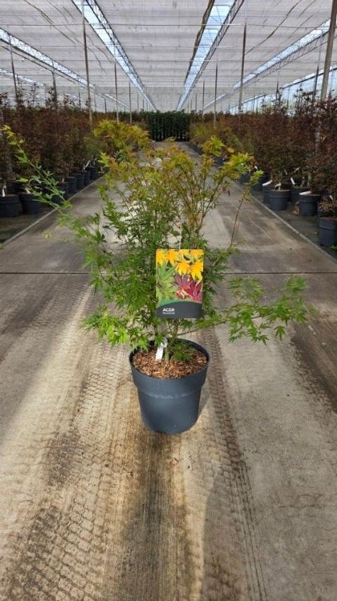 Acer palmatum 'Wilson's Pink Dwarf'