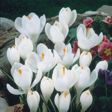 Crocus vernus 'Jeanne d'Arc'