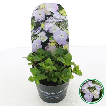 Hydrangea macrophylla ROYALTY COLLECTION ANGEL WINGS BLUE