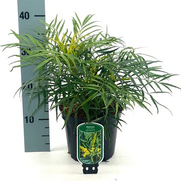 Mahonia eurybracteata 'Soft Caress'