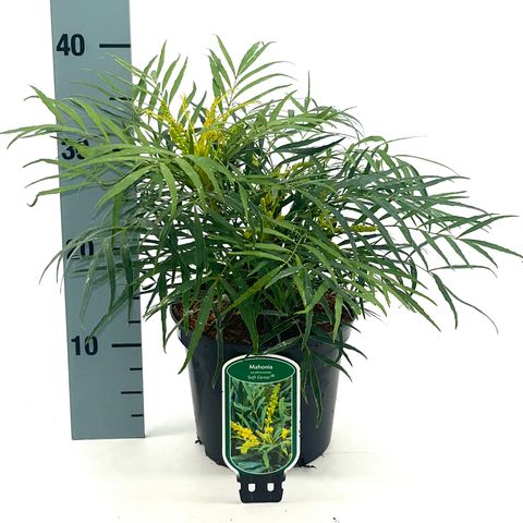 Mahonia eurybracteata 'Soft Caress'