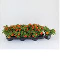 Calibrachoa MINIFAMOUS ORANGE