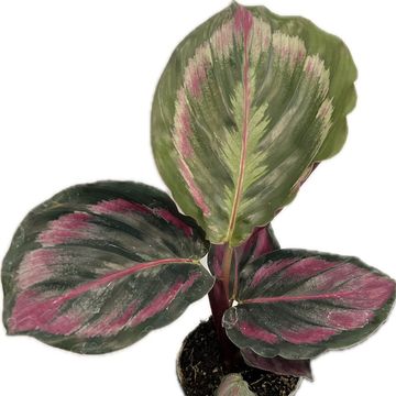Calathea 'Medallion'