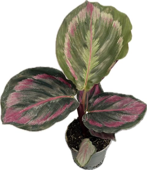 Calathea 'Medallion'