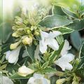 Abelia x grandiflora LUCKY LOTS