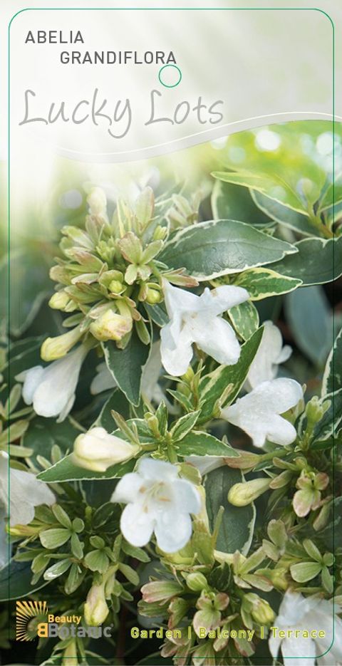 Abelia x grandiflora LUCKY LOTS