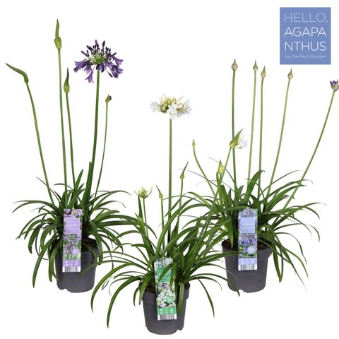 Agapanthus MIX