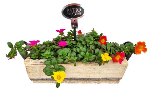 Arrangement Portulaca