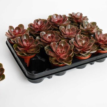 Echeveria 'Magic Red'