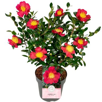 Camellia sasanqua 'Yuletide'