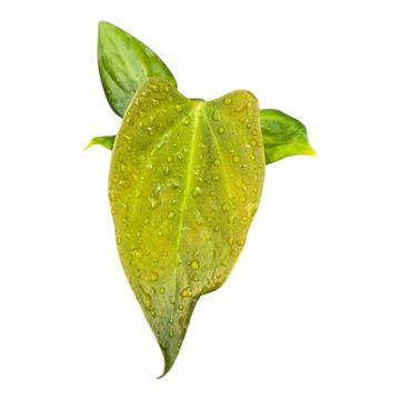 Anthurium portillae