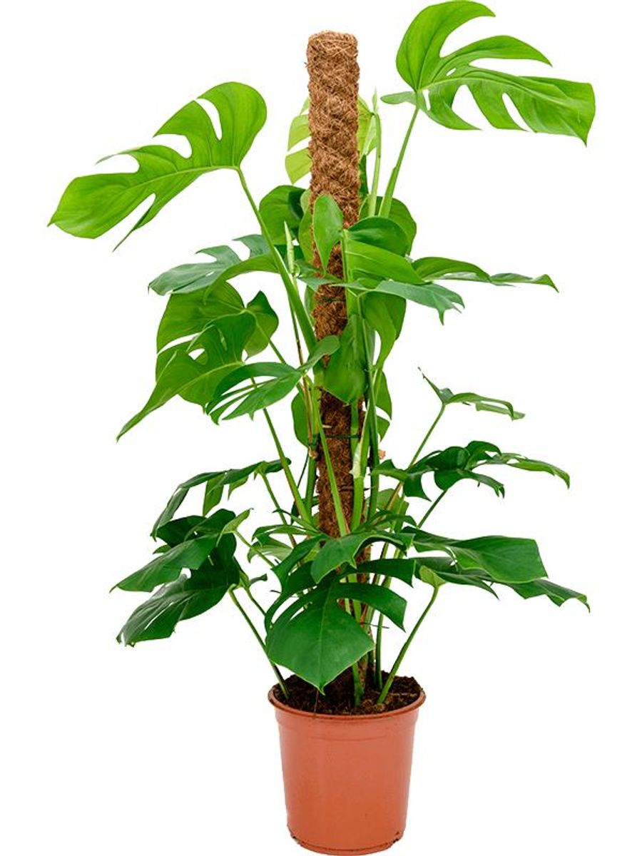 Monstera deliciosa  Plant Wholesale FlorAccess