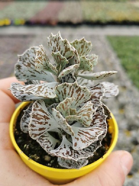 Kalanchoe rhombopilosa