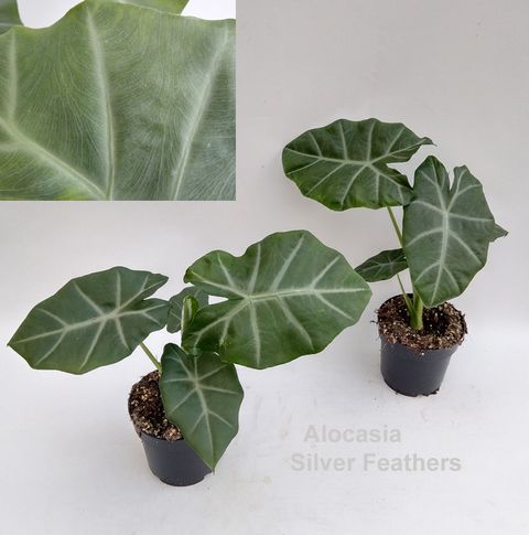 Alocasie 'Silver Feathers'