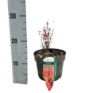 Berberis thunbergii 'Orange Ice'