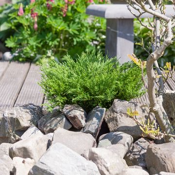 Juniperus horizontalis 'Andorra Compact'